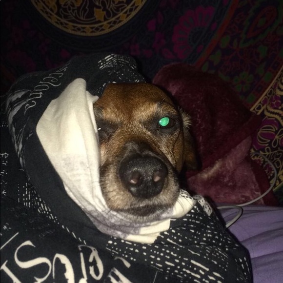 Meet your Posher, Bailey - Picture 1 of 1